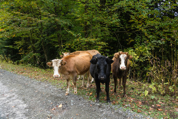 Fototapeta premium Four calf on the side of the road.