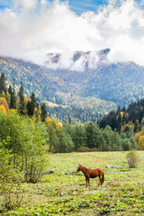 Mountain landscape with horse.
