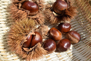 収穫した栗／山形県庄内地方の栗林で、収穫した栗を撮影した写真です。