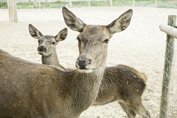 Deer looking curious