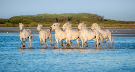 White Horses running on the  water in sunset light.