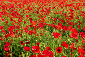 Mohnfeld mit Mohn Blumen