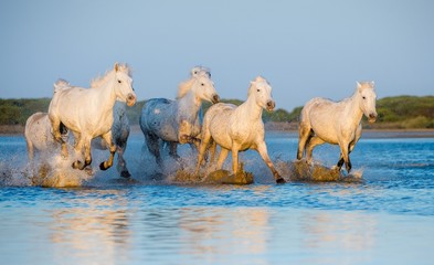 Herd of white horses running on the water