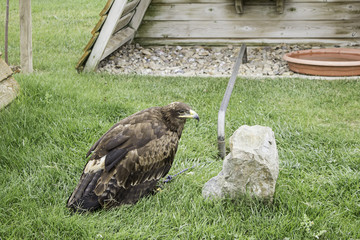 Captured wild eagle