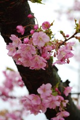河津桜