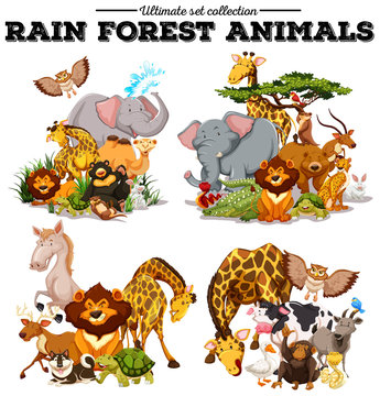 Different kind of rainforest animals