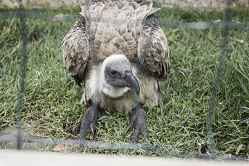 Vulture small cage