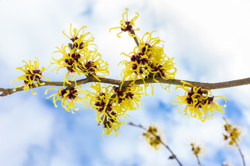 Hamamelis mollis with yellow flowers clouds and blue sky