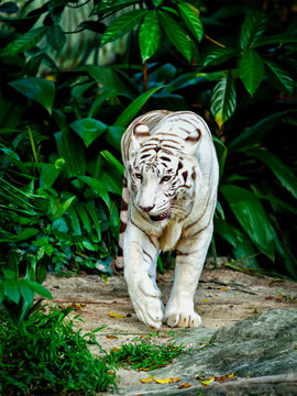 White tiger