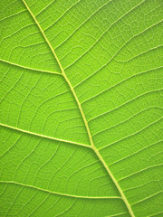 Fototapeta na wymiar close up pattern of green teak leaf
