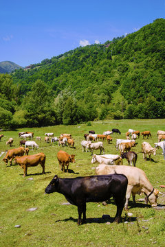 bacas y caballos paciendo girona pirineos