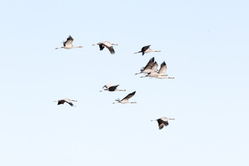 Fototapeta premium Flocks of cranes in the lagoon of Gallocanta in Teruel, Spain.