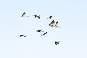 Flocks of cranes in the lagoon of Gallocanta in Teruel, Spain.