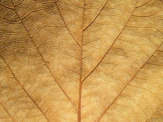 Naklejka na ściany i meble Macro view on textured autumn brown leaf