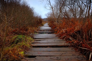 old wooden path through a bog