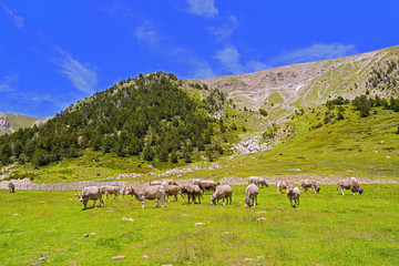 bacas y caballos paciendo girona pirineos © BANUS