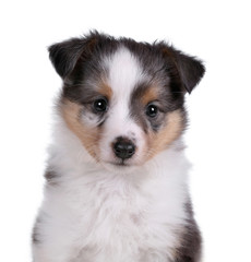 Small Sheltie puppy portrait