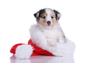 Cute puppy sitting in a cap of Santa Claus