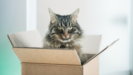 Beautiful cat in a cardboard box