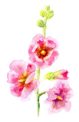 Fototapeta na wymiar Pink Mallow Flowers