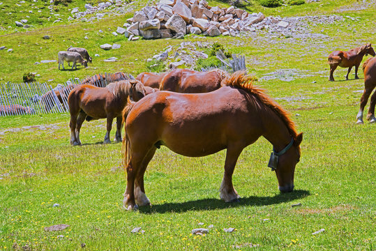 bacas y caballos paciendo girona pirineos