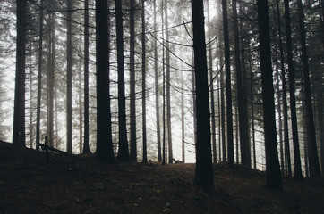 pine tree forest on rainy day with fog