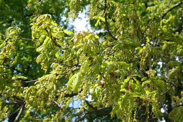 Fototapeta na wymiar Oak tree branches in bloom with fresh leaves in the spring