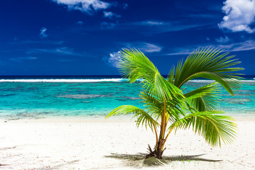 Obraz premium Single small palm tree on a Rarotonga beach, Cook Islands