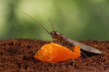 closeup Madagascar cockroach eats orange fruit on leaves background