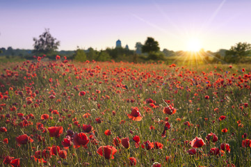 landscape with nice sunset over poppy field
