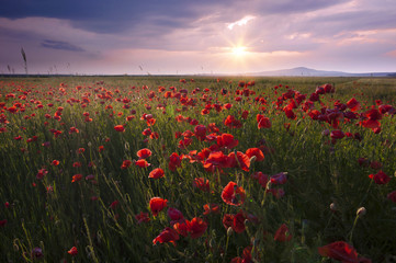 landscape with nice sunset over poppy field