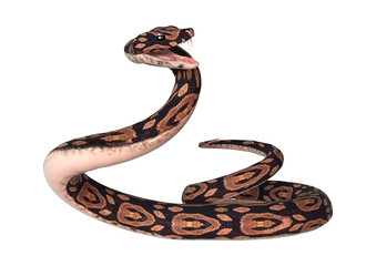 Ball Python on White