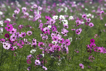 Obraz premium Cosmos flower (Cosmos Bipinnatus) with blurred background
