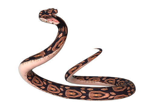 Ball Python on White