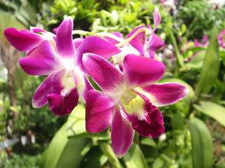 closeup Purple orchid