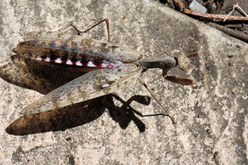 Mantis on a rock