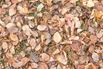 texture of yellow leaves