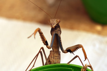 Mantis 