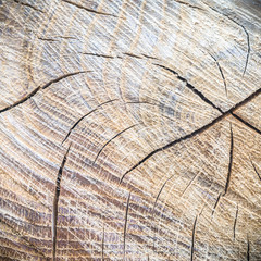 Fototapeta premium wood