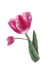tulip flower / an oil pastel drawing