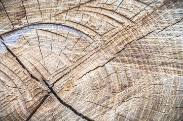 Naklejka premium wood