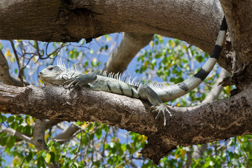 Iguana on a tree