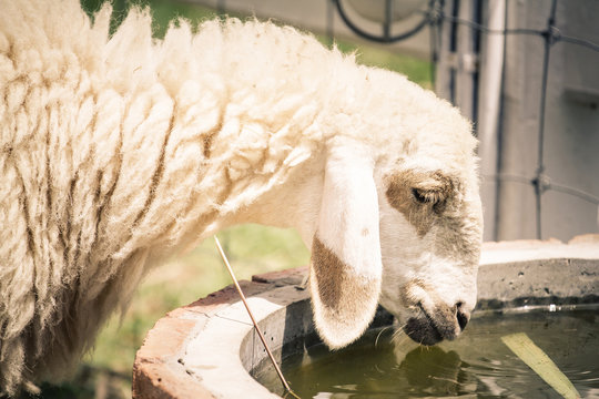 female sheep drinking water from a water bin