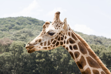 Giraffe Profile