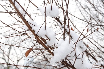 Branches covered in snow