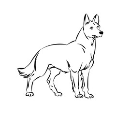 Vector image of an dog