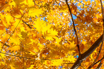 Leaves yellow red