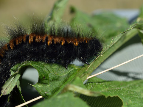 "Woolly bear" caterpillar