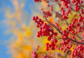 Red autumn rowan