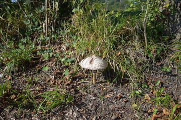 champignon au bord du chemin